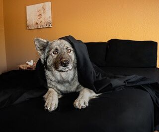 Midnight Black Sheet Set