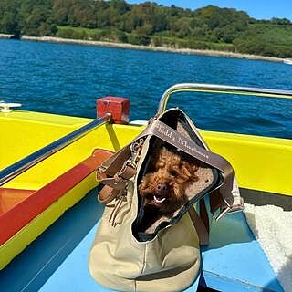 NEW! 'Totes Love You' Dog Carrier