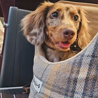 Sand Sheltie Adjustable Plaid Tweed Luxury Dog Carrier