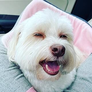 'The Melody' Pink & Grey Luxury Dog Carrier