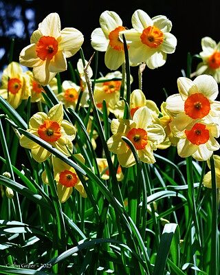 Jonquilla Daffodil Kedron