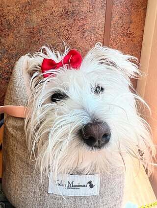 'The Richmond' Biscuit Taupe Beige Luxury Dog Carrier