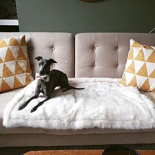 Sand Sheltie Dog Bow Tie