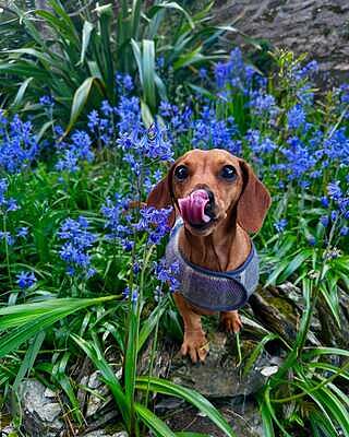The Cambridge Luxury Dog Harness