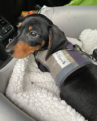 The Cambridge Luxury Dog Harness