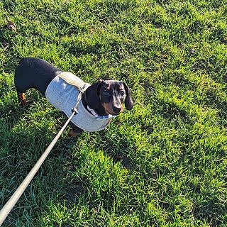 'The Richmond' Biscuit Luxury Dog Harness