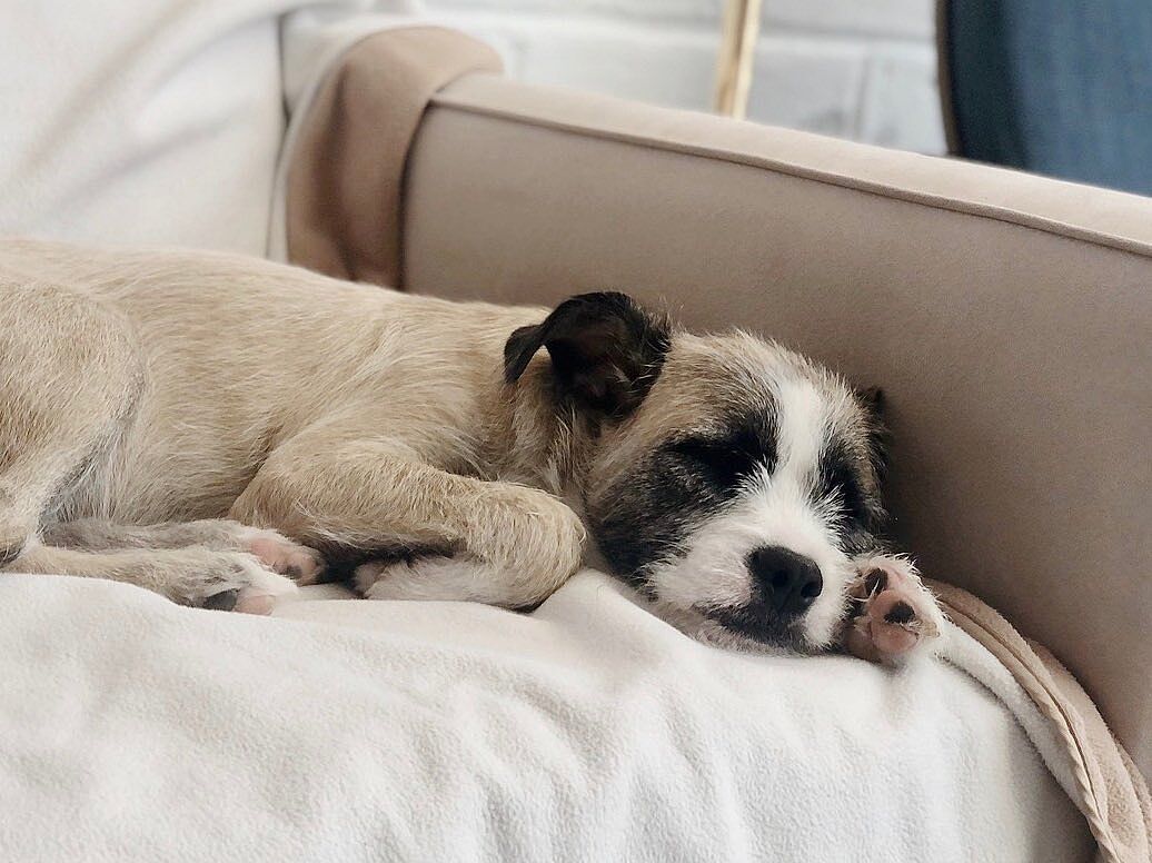 mambe waterproof pet blanket