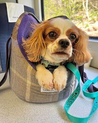 The Cambridge Adjustable Purple Taupe Soft Sided Luxury Dog Carrier