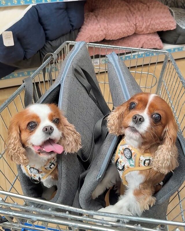 'The James' Charcoal Grey Luxury Dog Carrier