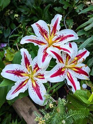 Buy Big Smile Lily Bulbs | Oriental Lilies | Breck's