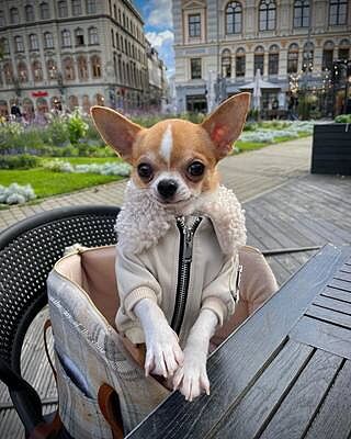 Sand Sheltie Luxury Dog Carrier