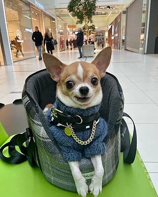 The Belgravia Adjustable Black Plaid Tweed Luxury Dog Carrier