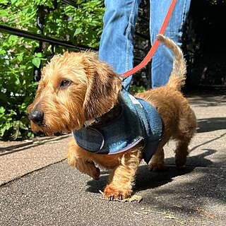 Cotswold Blue Luxury Dog Harness