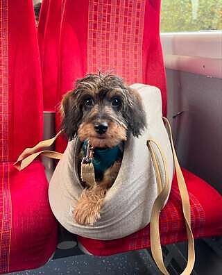 'The Richmond' Biscuit Taupe Beige Luxury Dog Carrier