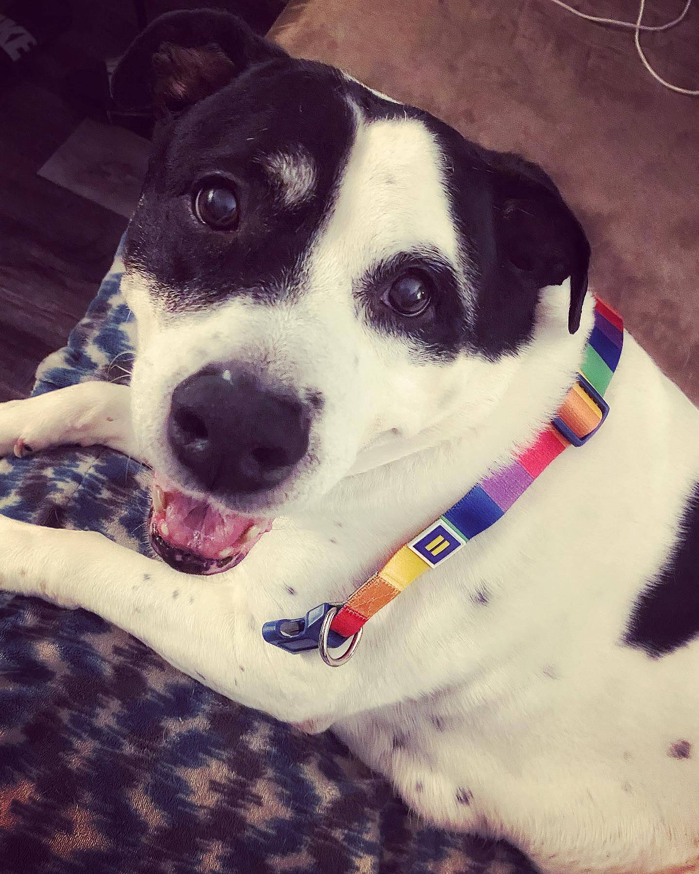 Rainbow Dog Collar for Gay Pride HRC