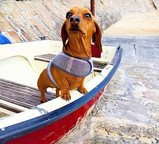 The Cambridge Luxury Dog Harness