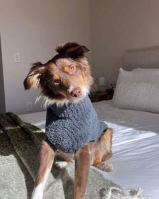 CozyChic® Ribbed Pet Sweater | Barefoot Dreams®