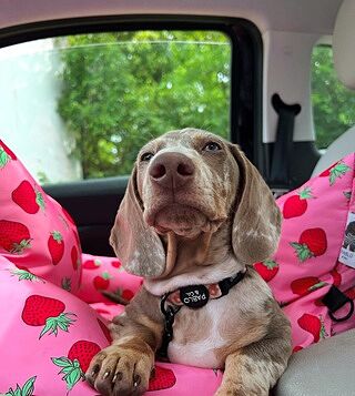 Deluxe Travel Car Bed: Strawberries