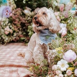 Liberty Print 'London' Dog Neckerchief