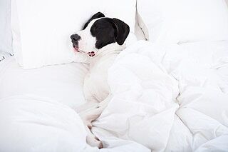 PupSheets™ Hair Resistant, Antimicrobial & Cooling Sheet Set - White