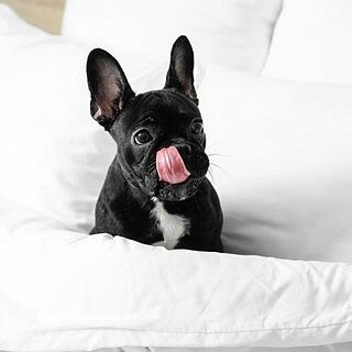 PupSheets™ Hair Resistant, Antimicrobial & Cooling Sheet Set - White