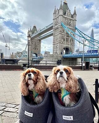 'The James' Charcoal Grey Luxury Dog Carrier