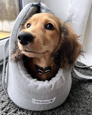 'The Marylebone' Light Grey Luxury Dog Carrier