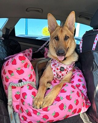 Strawberry Fields: No Pull Adventure Harness