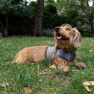 The Cambridge Luxury Dog Harness