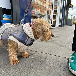The Cambridge Luxury Dog Harness