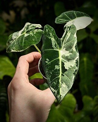 Alocasia 'Frydek' Variegata | Plants | GrowTropicals.com Alocasia 'Frydek' Variegata | Plants | GrowTropicals.com