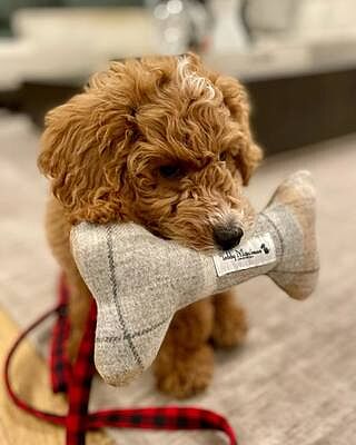 Sand Sheltie Dog Toy