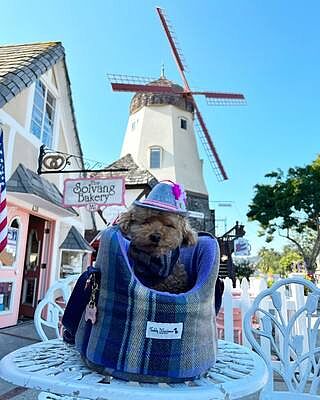 The Cambridge Adjustable Purple Taupe Soft Sided Luxury Dog Carrier