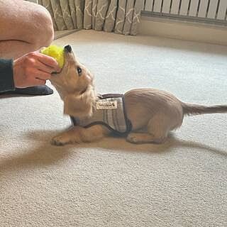 Sand Sheltie Luxury Dog Harness