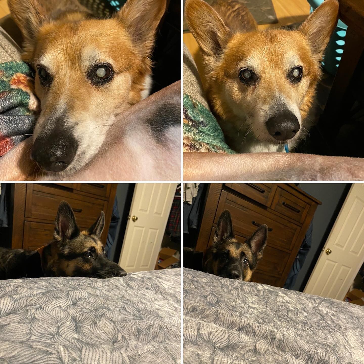 mambe waterproof pet blanket