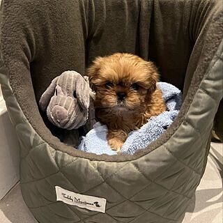 'The Explorer' Quilted Comfort Luxury Dog Carrier