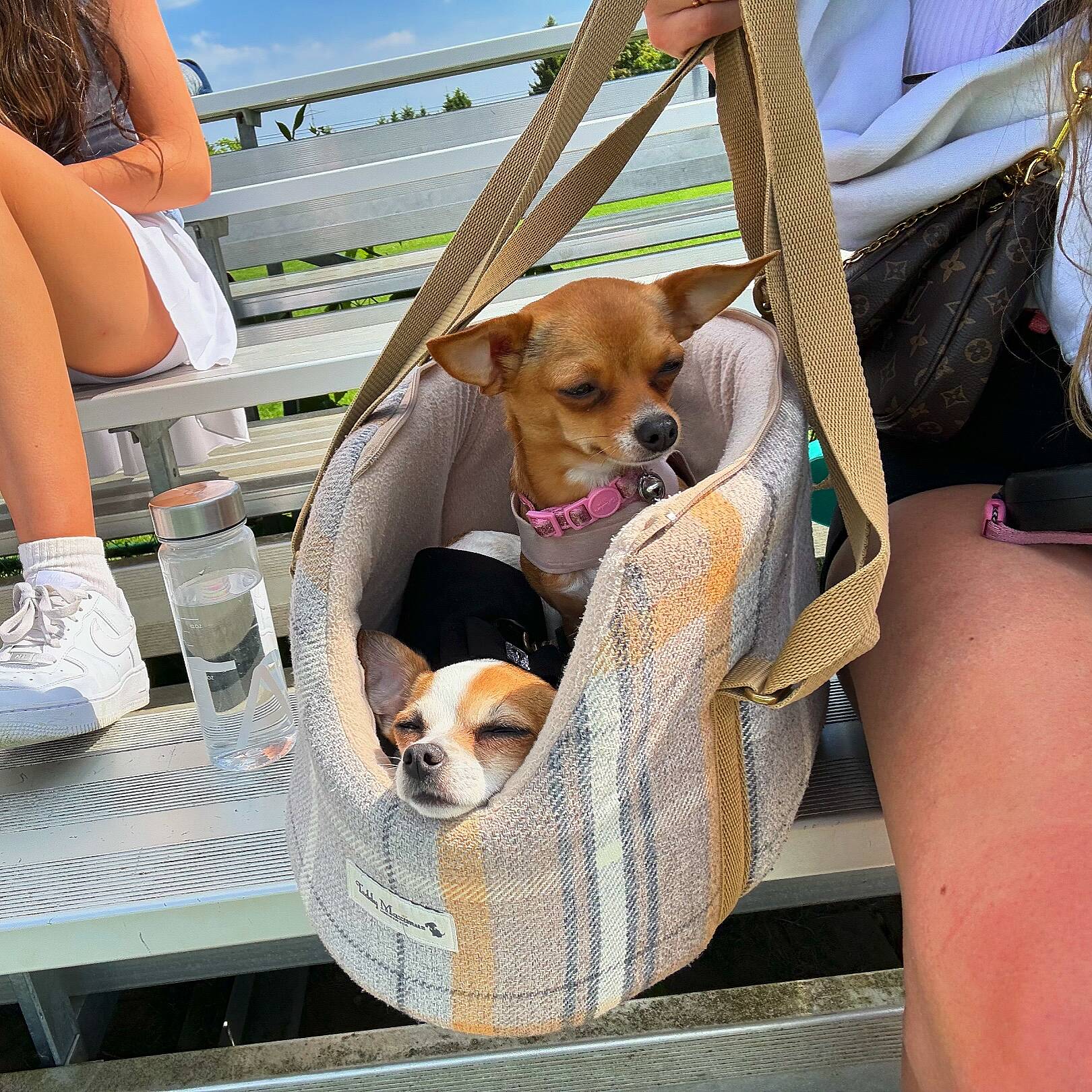 Chihuahua carry bag hotsell