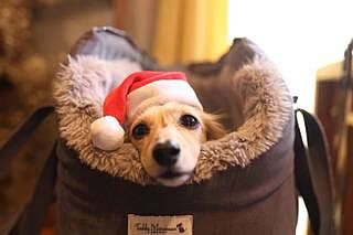 'The Louis' Luxe Grey Velvet Luxury Dog Carrier