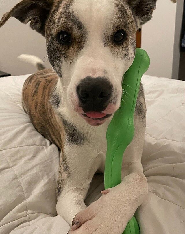 west paw zogoflex frisbee