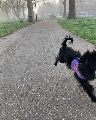 Pink Sheltie Luxury Dog Harness