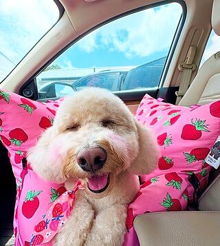 Deluxe Travel Car Bed: Strawberries