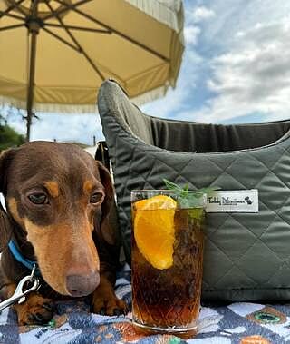 'The Explorer' Quilted Comfort Luxury Dog Carrier