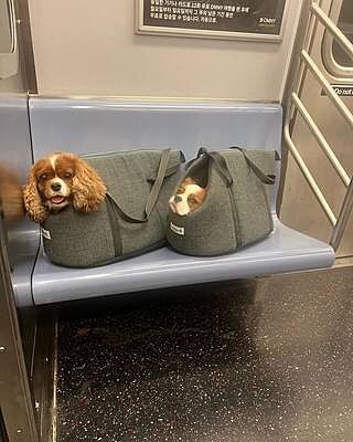 'The James' Charcoal Grey Luxury Dog Carrier