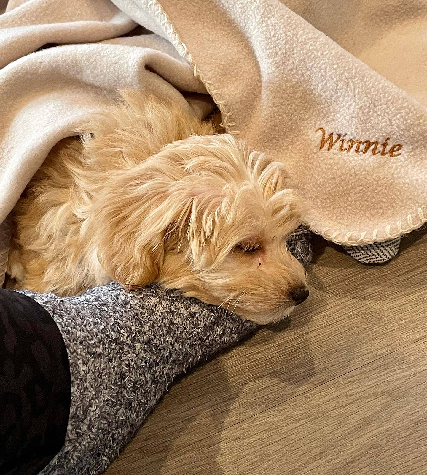 Biscuit Personalised Fleece Luxury Dog Blanket Teddy Maximus