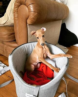 'The Marylebone' Light Grey Luxury Dog Carrier