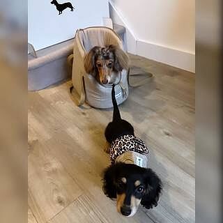 'The Richmond' Biscuit Taupe Beige Luxury Dog Carrier