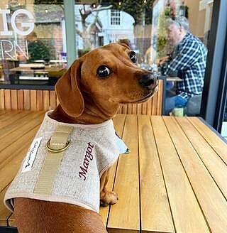 'The Richmond' Biscuit Luxury Dog Harness