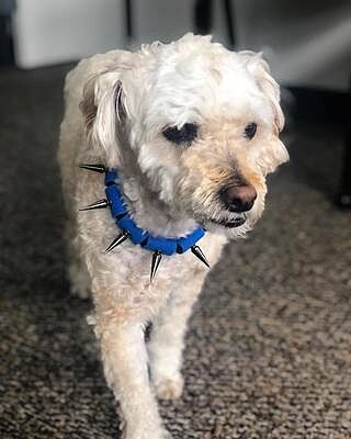 protective spiked dog collar