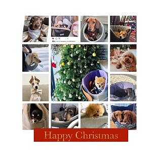 Strawberry Thief Adjustable Luxury Dog Carrier