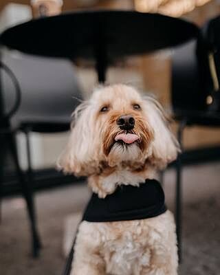 'The Adventurer' Waterproof Fleece Luxury Dog Harness